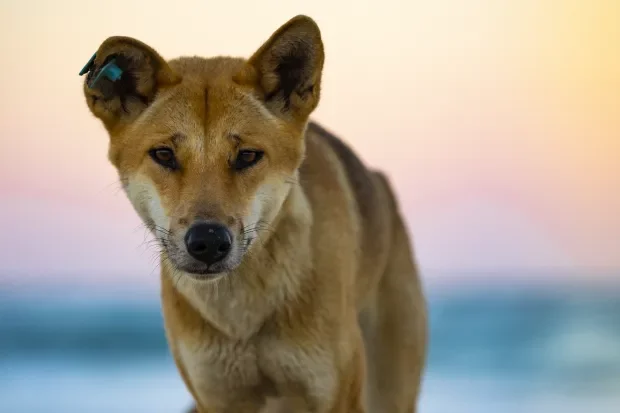 'Cursed' paradise island is plagued by shipwrecks & dingo attacks with dark past - and you need special pass to visit