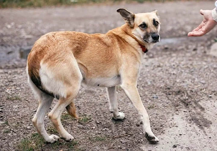 Is your dog jumping on you? This is what it means