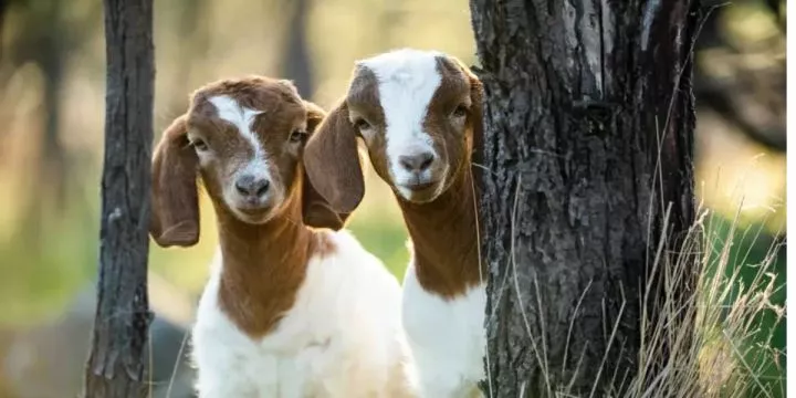 Doctor gives pregnant-girlfriend two goats as compensation for dumping her