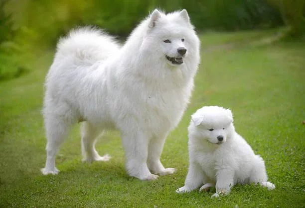 Samoyed 