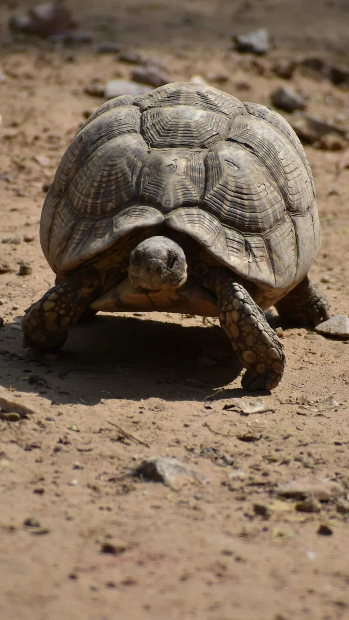 Desert Tortoise