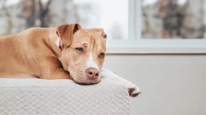 11 Things You Do That Break Your Dog's Heart