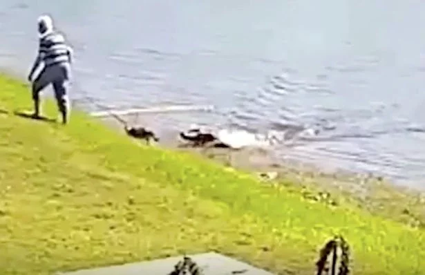 The horrifying moment a pensioner was dragged to her death by an alligator has been captured on camera.<br />Gloria Serge, 85, was walking her dog in the gated community of Spanish Lakes Fairways, Florida when she was mauled to death by a 10ft alligator. The huge reptile initially went for Gloria's beloved dog Trooper before dragging the pensioner into the water and killing her.
