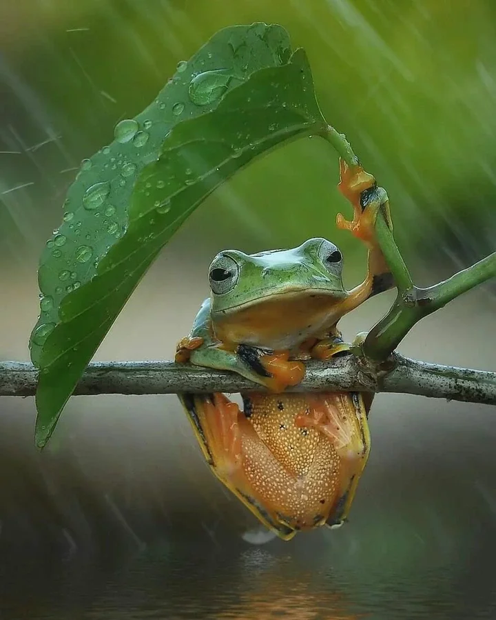 Meet Yan Hidayat, The Indonesian Photographer Who Takes Captivating Photos Of Small Reptiles (New Pics)