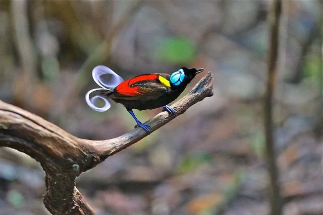 Wilson's Bird of Paradise beautiful birds