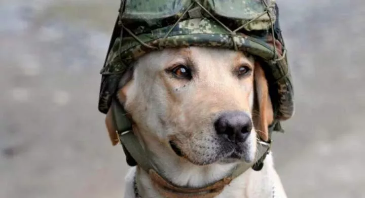 Did you know these 5 animals went to war?