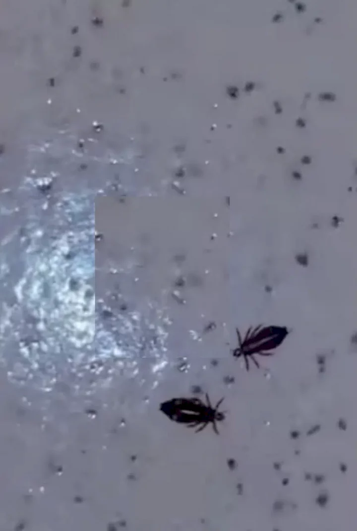 Lady in tears at the sight of lice harvested from her hair (Video)