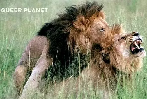 NBC unveils gay animal kingdom documentary series 
