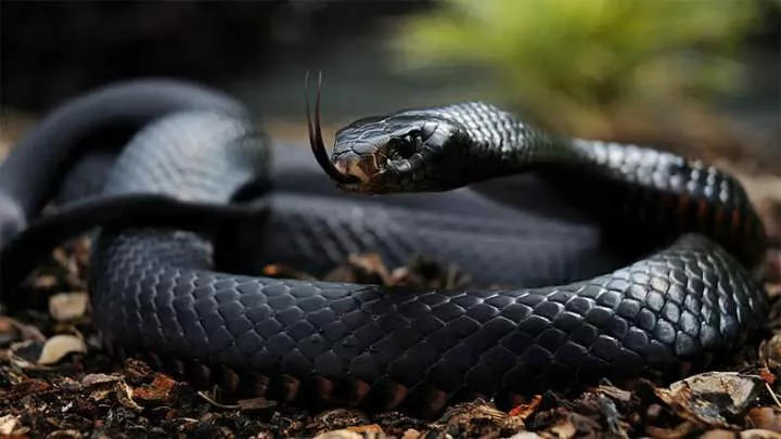 7 of the world's most venomous snakes