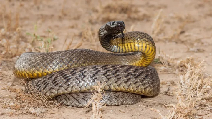 32 of the most venomous animals in the world