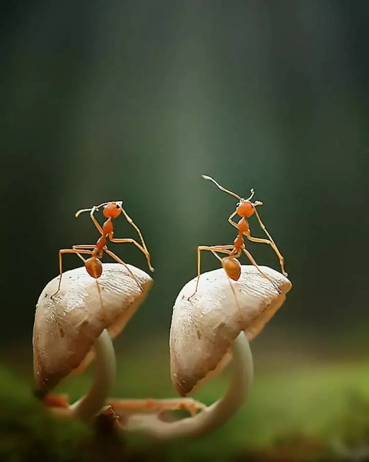 Meet Yan Hidayat, The Indonesian Photographer Who Takes Captivating Photos Of Small Reptiles (New Pics)