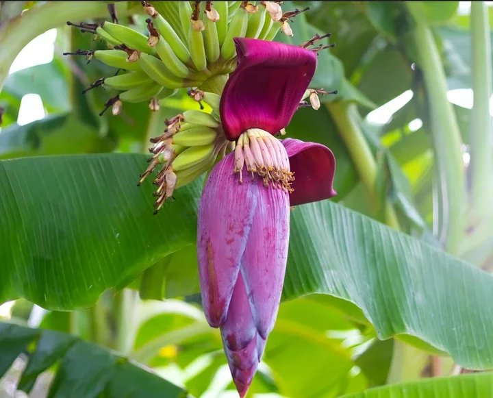 Why You Must Boil Banana Flowers and Drink Water Regularly in Moderation.