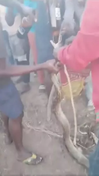 Video of drunk men forcing python to drink alcohol sparks police investigation