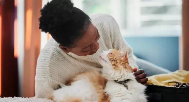 5 reasons you should consider getting a cat as pet