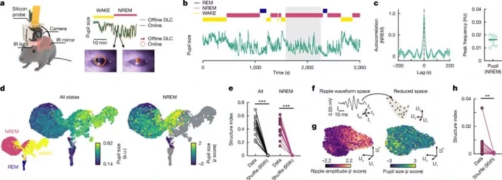 Oscillatory pupil dilation revealed the micro-architecture in natural sleep. (CREDIT: Azahara Oliva)