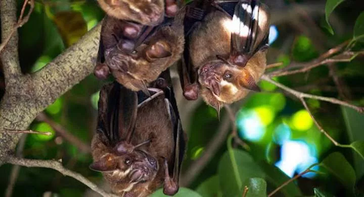 Bats are misunderstood - there are many things we should appreciate about them