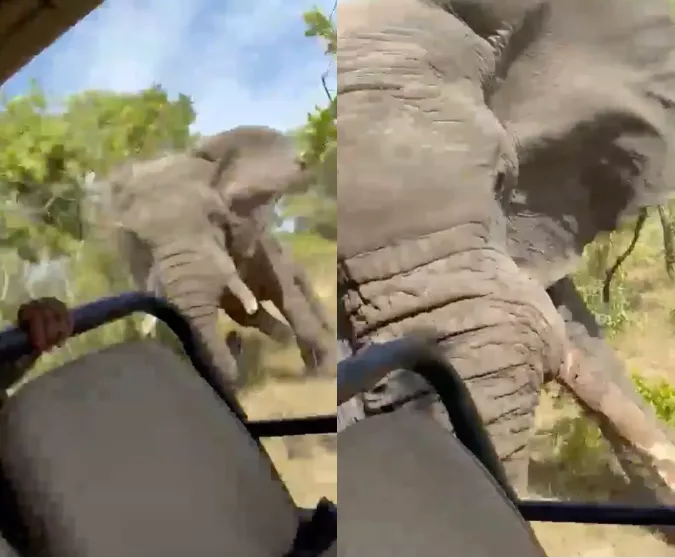 Harrowing video shows elephant charging at truck during African safari, killing American tourist (video)