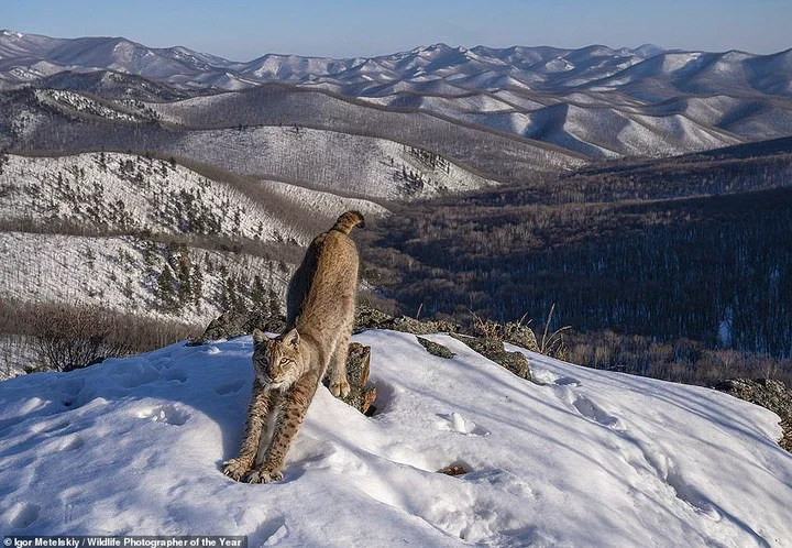 Igor Metelskiy, a Russian photographer, captures a 'lynx stretching in the early evening sunshine, its body mirroring the undulating wilderness'. It took the photographer more than six months to get the shot of the 'elusive' animal in Russia's Lazovsky District, which wins the Animals in their Environment award. NHM adds: 'A survey carried out in 2013 estimated the entire Russian lynx population was around 22,500 individuals'