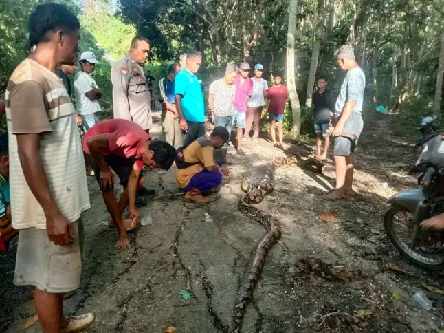 Missing grandfather found dead inside 28ft python after being crushed and eaten
