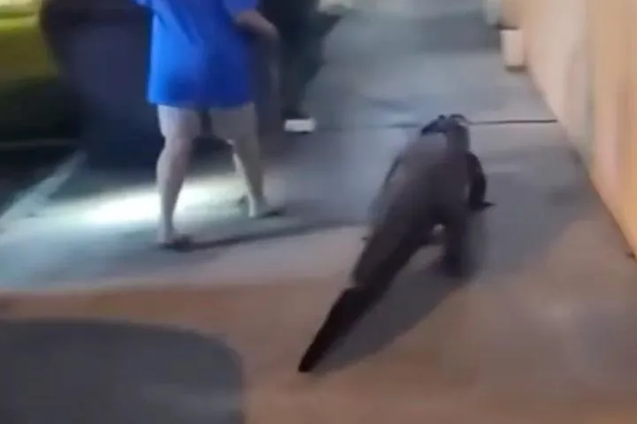 Motel guests shocked to find 6-foot alligator strolling along corridor of property Motel guests shocked to find 6-foot alligator strolling along corridor of property