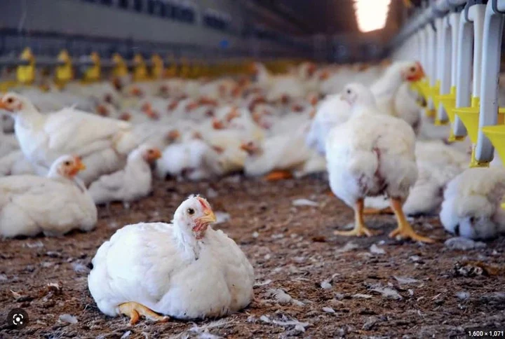Poultry Birds Price Surges as Christmas Nears