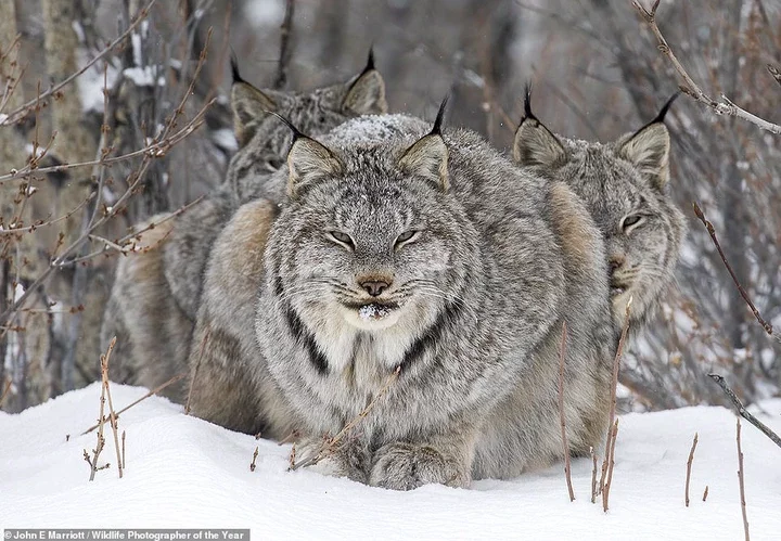 Canadian photographer John E.Marriott wins the Animal Portraits award with this powerful image of a lynx 'sheltering' its young from the cold wind in Canada's Yukon region. Marriott tracked the family for a week wearing snowshoes to get this shot. NHM says: 'Lynx numbers usually reflect the natural population fluctuations of their main prey species, the snowshoe hare. With climate change reducing snow coverage, giving other predators more opportunities to hunt the hares, hare populations may decline, in turn affecting the lynx population'