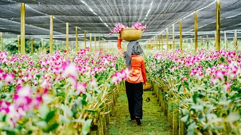 Getty Images The National Orchid Garden has more than 1,000 species and 2,000 hybrids on display (Credit: Getty Images)