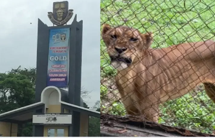 Breaking: Lion attacks, kills OAU zoo keeper