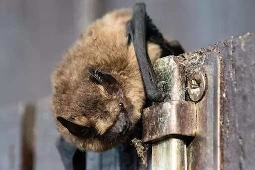 Bats are misunderstood - there are many things we should appreciate about them