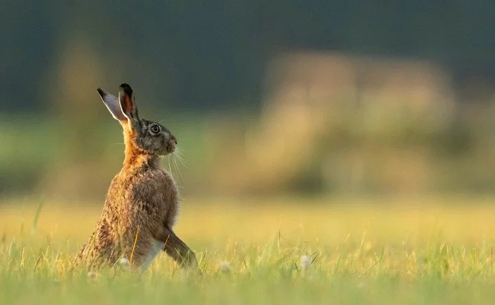 10 fastest animals in the World