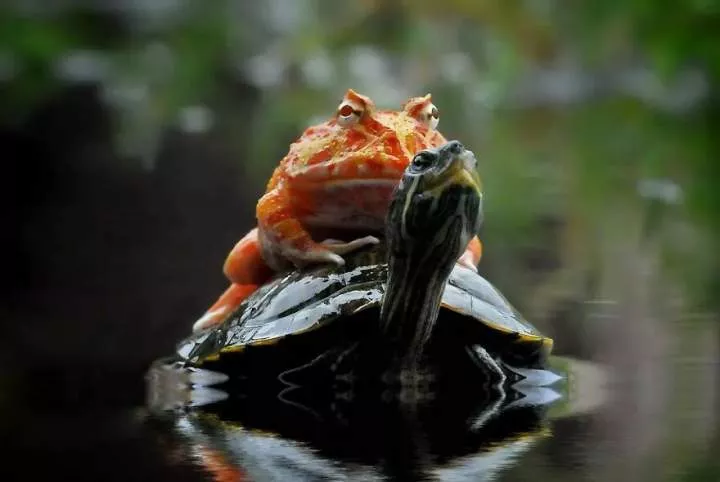 Meet Yan Hidayat, The Indonesian Photographer Who Takes Captivating Photos Of Small Reptiles (New Pics)