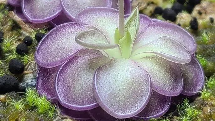 5 carnivorous plants that prey on other animals