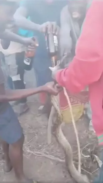 Video of drunk men forcing python to drink alcohol sparks police investigation