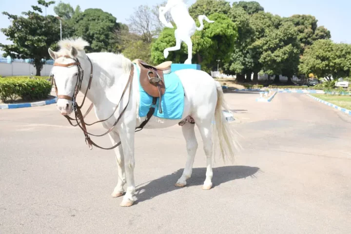 Nigerian Army honours late mascot horse with full military funeral