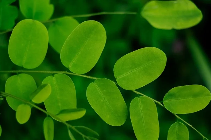Everything to know about Moringa: What is it, its uses and benefits