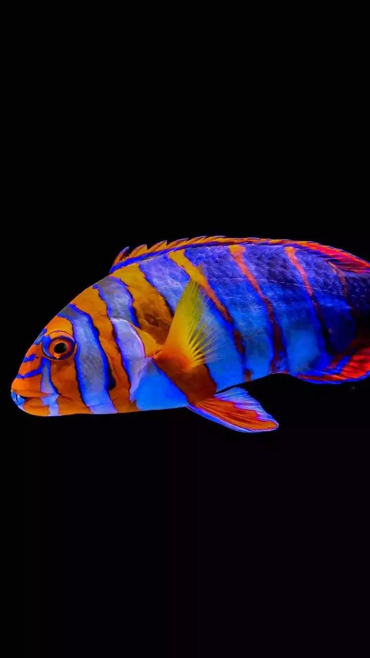 Harlequin Tusk fish