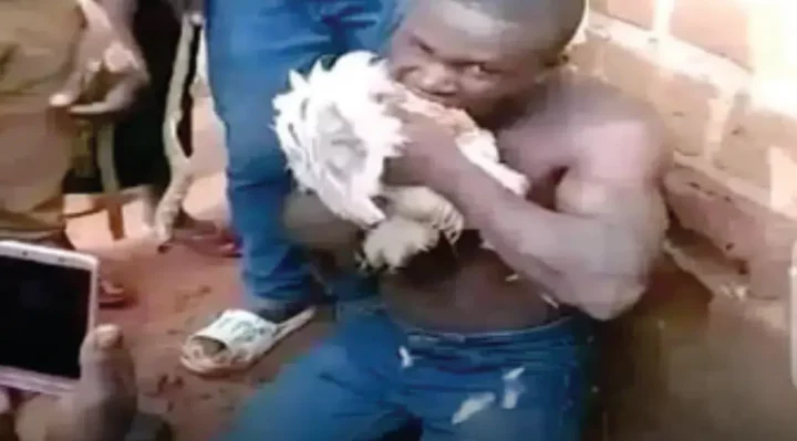 Thief forced to eat raw chicken after allegedly stealing it