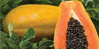 Papaya seeds carry nutrients