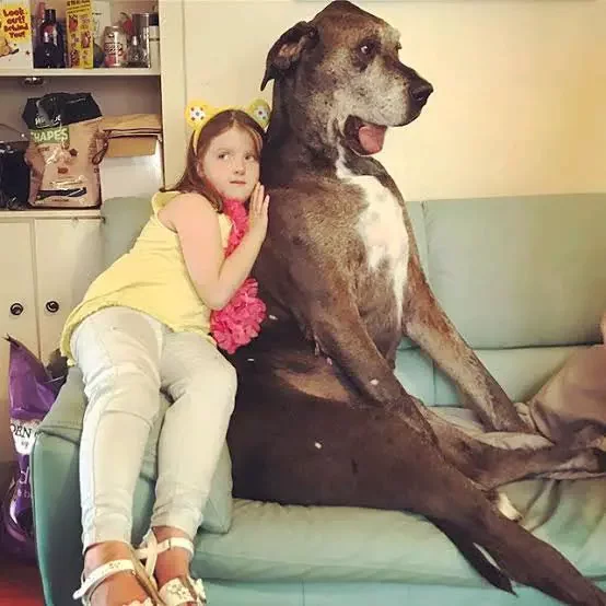 Photos Of The Biggest Dogs In The World