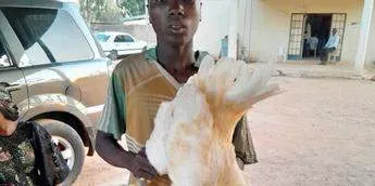 Police arrest 17-year-old boy for having sex with chicken in Adamawa