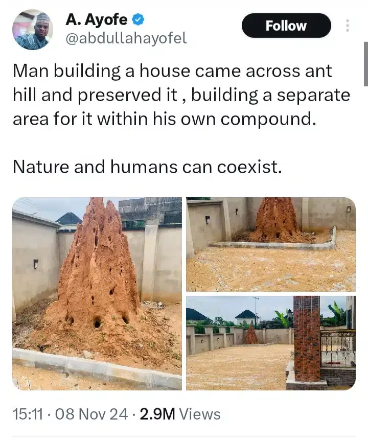 Mixed reactions as man preserves anthill in his compound, shares why