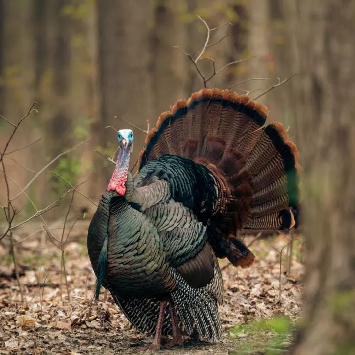 5 reasons why we don't eat turkey eggs