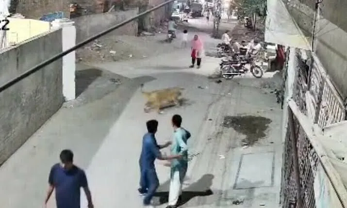 Owners arrested as pet lion escapes cage and mauls people (Video) Owners arrested as pet lion escapes cage and mauls people (Video)