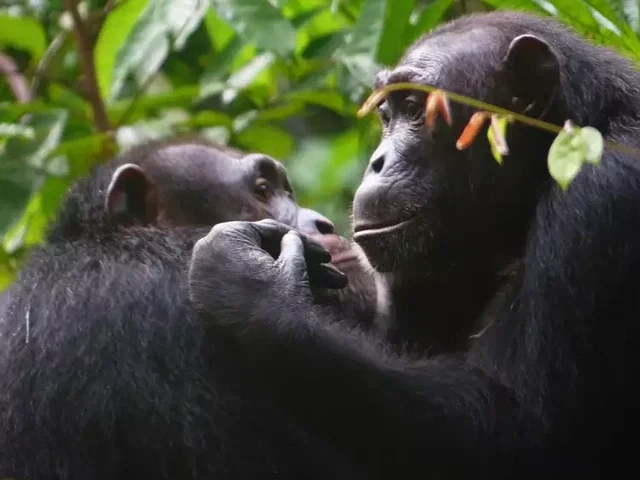 Chimpanzees have excellent memories