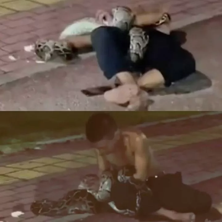 Drunk man picks fight with python on street (video)