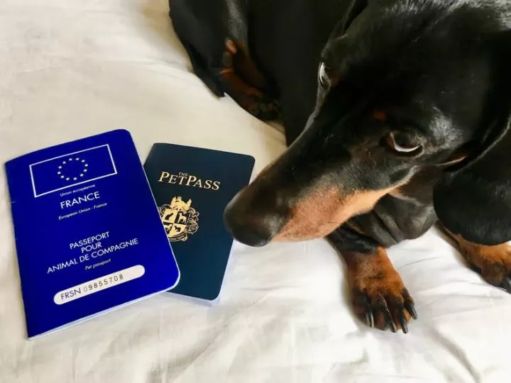 Did you know you can get a passport for your pet?