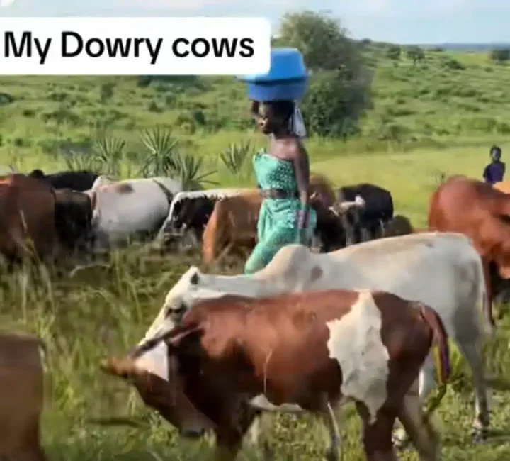 'My diary cows' - Beautiful lady proudly displays cows brought by her husband as 'dowry' for her bride price