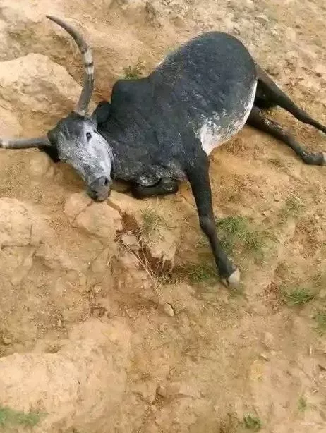 Cow
