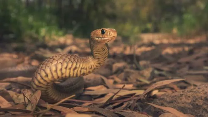 7 of the world's most venomous snakes