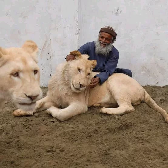 See People Who Used Lions as Their Pet (Photos)